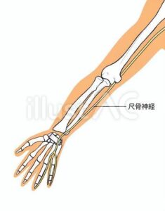尺骨神経イラスト